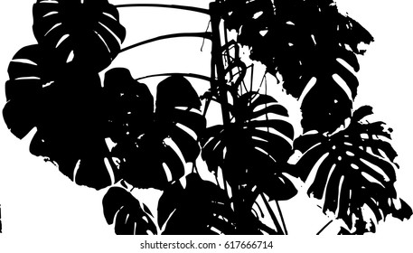 Monstera leaves siluete. Vector illustration.