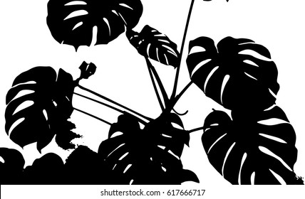 Monstera leaves siluete. Vector illustration.