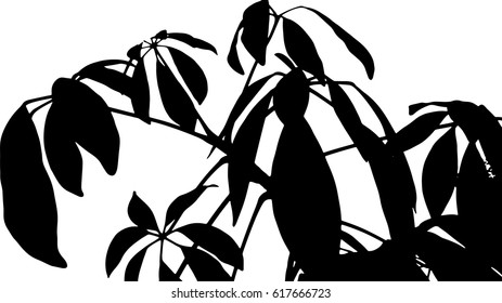 Monstera leaves siluete. Vector illustration.