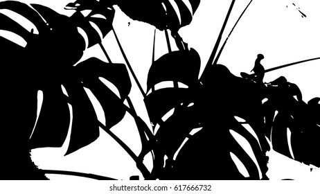 Monstera leaves siluete. Vector illustration.