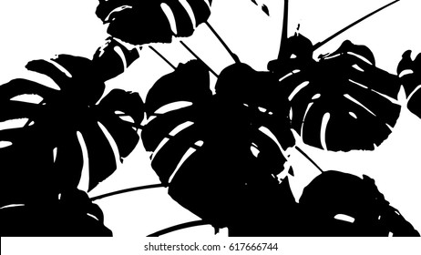 Monstera leaves siluete. Vector illustration.