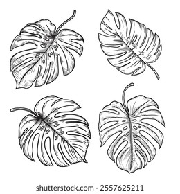 Monstera leaves sketch set. Hand drawn botanical drawings of tropical leaves. Vector illustrations collection.