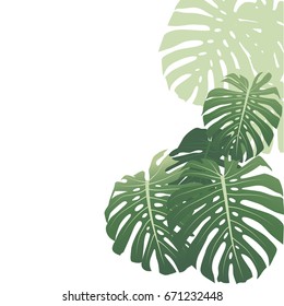 Monstera leaves. Tropical background. Vector Illustration