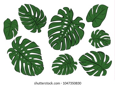 Monstera Leaves Tropical Plant Sketch Monstera: เวกเตอร์สต็อก (ปลอดค่า