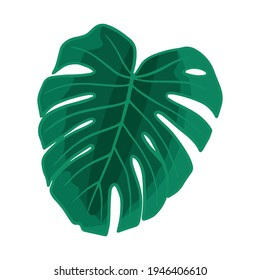Monstera leaves, tropical plant. Vector isolated illustration, on white background