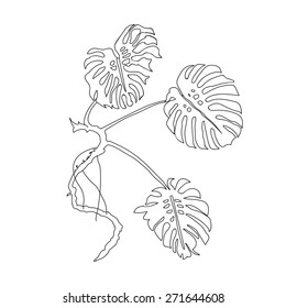 Monstera Leaves. Vector Illustration.  black outline. Plant leaves. Nature theme.