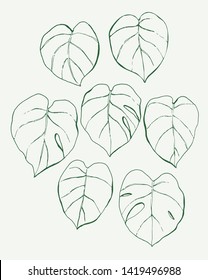 Monstera leaves vector illustrations set