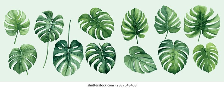 Monstera deja la colección de pintura de color de agua puesta en un diseño aislado de vectores de fondo para tarjetas, invitación de boda y tarjetas de cumpleaños