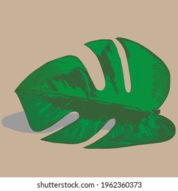 Monstera miltiple leaves with seed pod isolated on graybackground cartoon palm leaf