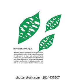 Monstera obliqua, known in Indonesia as Janda bolong, is a plant that is expensive.