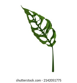 Monstera Obliqua leaves isolated on the white background, monstera vector illustration.