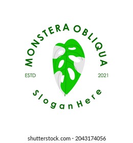 monstera obliqua logo. suitable for plant shop business logo.