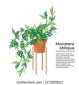 Monstera oblique or Adansonii leaves on frame. Minimalism style. ornamental tree. Template background