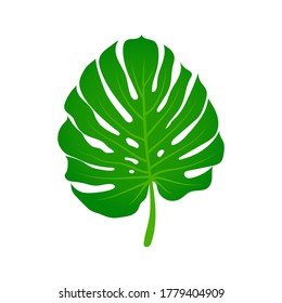 Monstera palm green leaf. Tropical plant isolated on white background. Flat style botanical vector illustration.