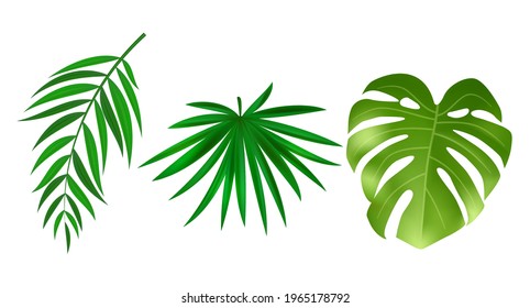 Monstera and palm green leaves isolated on white background. Vector Illustration EPS10