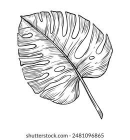 Ilustración lineal de Vector de hoja de palmera Monstera. Planta tropical exótica dibujada a mano sobre fondo aislado. Dibujo de contorno botánico para tarjetas de felicitación o invitaciones de boda. Grabado para icono o logotipo.
