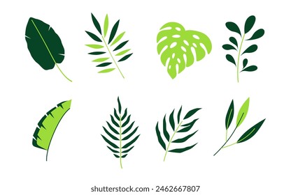 Monstera and palm leaves collection isolated on white background. Exotic and aesthetic element