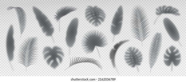 Monstera and palm tree leaves shadow, isolated leaf icons on transparent background. Exotic foliage summer spring rainforest decoration black silhouettes. Flora design element, sun shade of fern