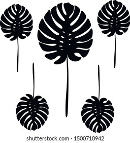 monstera pattern design element botanical art plant