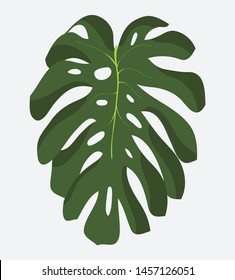 Monstera Petals isolated green color 