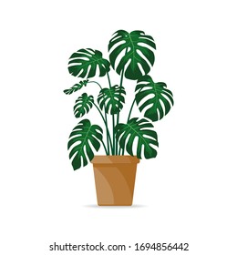 Monstera , plantas filodendras en macetas, diseño plano, ilustración, vector, aislado en fondo blanco