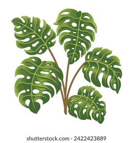 Monstera plant detailed illustration tropical flora