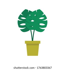monstera plant flat icon, vector illustration