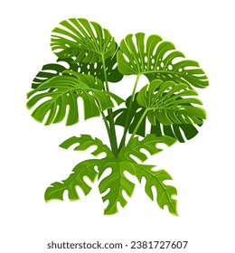 Monstera plant with large leaves. Vector illustration.