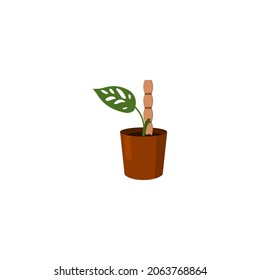 Monstera Adanson’s  plant leaf from tropical forests isolated on white background. Can be used for greeting cards, flyers, invitations, web design, to everything.