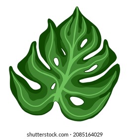 Monstera plant leaves. Tropical palm leaf isolated on white background. Vector illustration