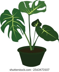 monstera plant in a pot