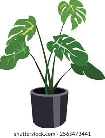 monstera plant in a pot