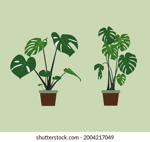 Monstera in a plant pot. 2D image. Eye-Level View.
