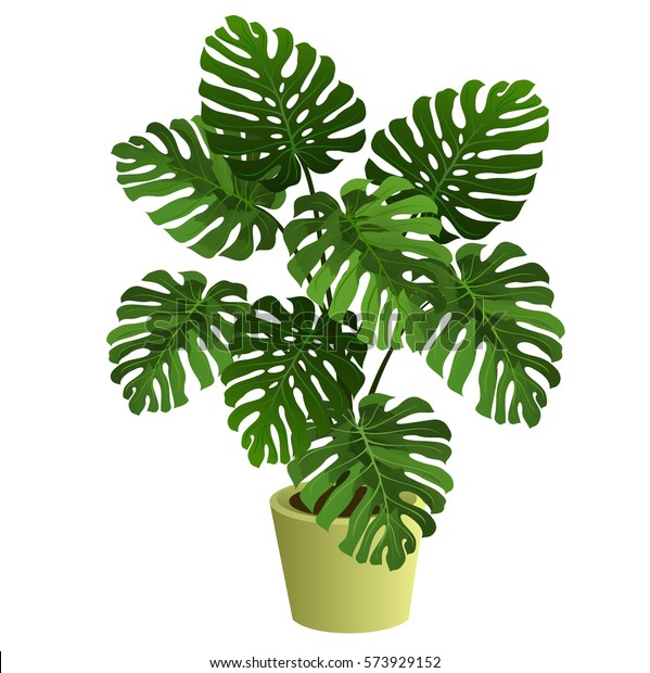 Monstera Plant Pot Hand Drawn Vector Stock Vector (Royalty Free