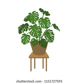 monstera plant in a pot isolated vector graphic