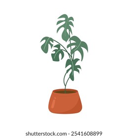 Monstera plant. Potted Plant. Fresh Plant. Plant in pot. Monstera plants in pot. Aesthetic plants. Realistic Plants. 