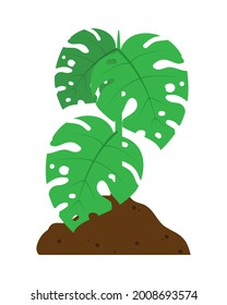 monstera plant in soil design