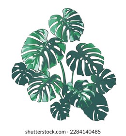 Monstera plant  Split  leaf philodendron the tropical foliage plant growing in wild rainforest  Dark green leaves  Vector watercolor realistic illustration white background