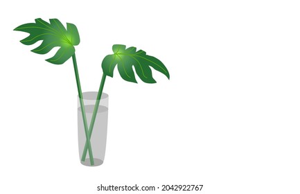 Monstera plant, tropical foliage in a vase on white background with copy space for your text