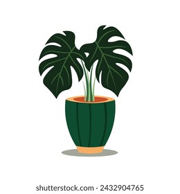 Monstera plant vector illustration, tropical houseplant in pot