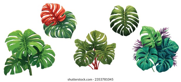 Monstera Plant Vector. Swiss cheese plant, philodendron Plant Vector Illustration. Water Color Vector Illustration.