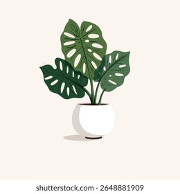 Monstera plant in a white pot