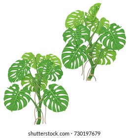 Monstera plants isolated on white background. Tropical liana with green fronds and air roots.  Vector flat illustration.