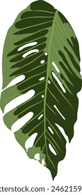 monstera plants vectors leaves tropicals 