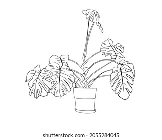 Monstera en una olla dibujada a mano en el estilo de los gráficos en blanco y negro