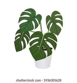 Monstera in pot isolated on the white background, tropical plant, modern houseplant vector illustration
