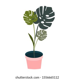 Monstera in a pot, isolated vector illustration