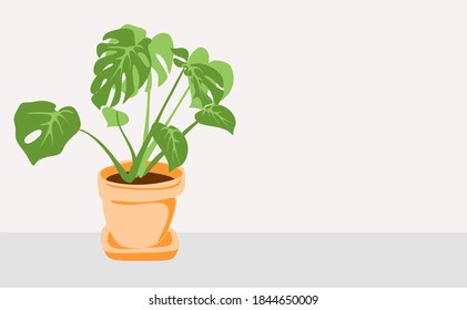 Monstera in a pot on a gray background.