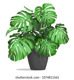 Monstera In A Pot. Tropical Plant For Interior Decor Of Home Or Office. Vector Illustration Isolated On White Background.