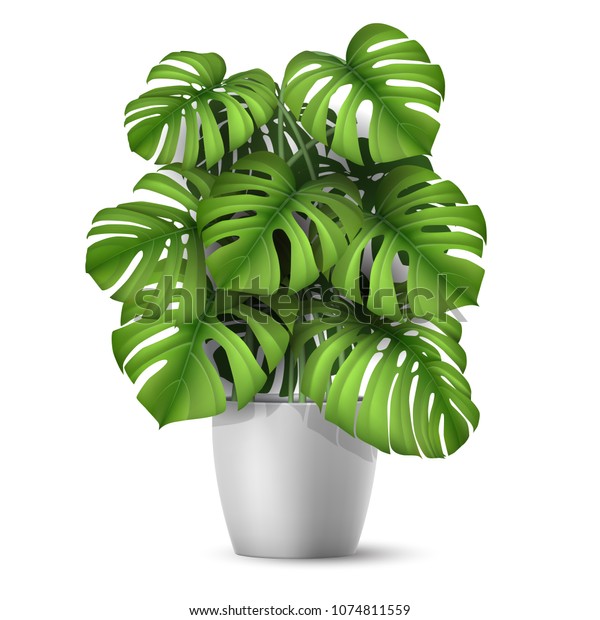Monstera Pot Tropical Plant Interior Decor Stock Vector